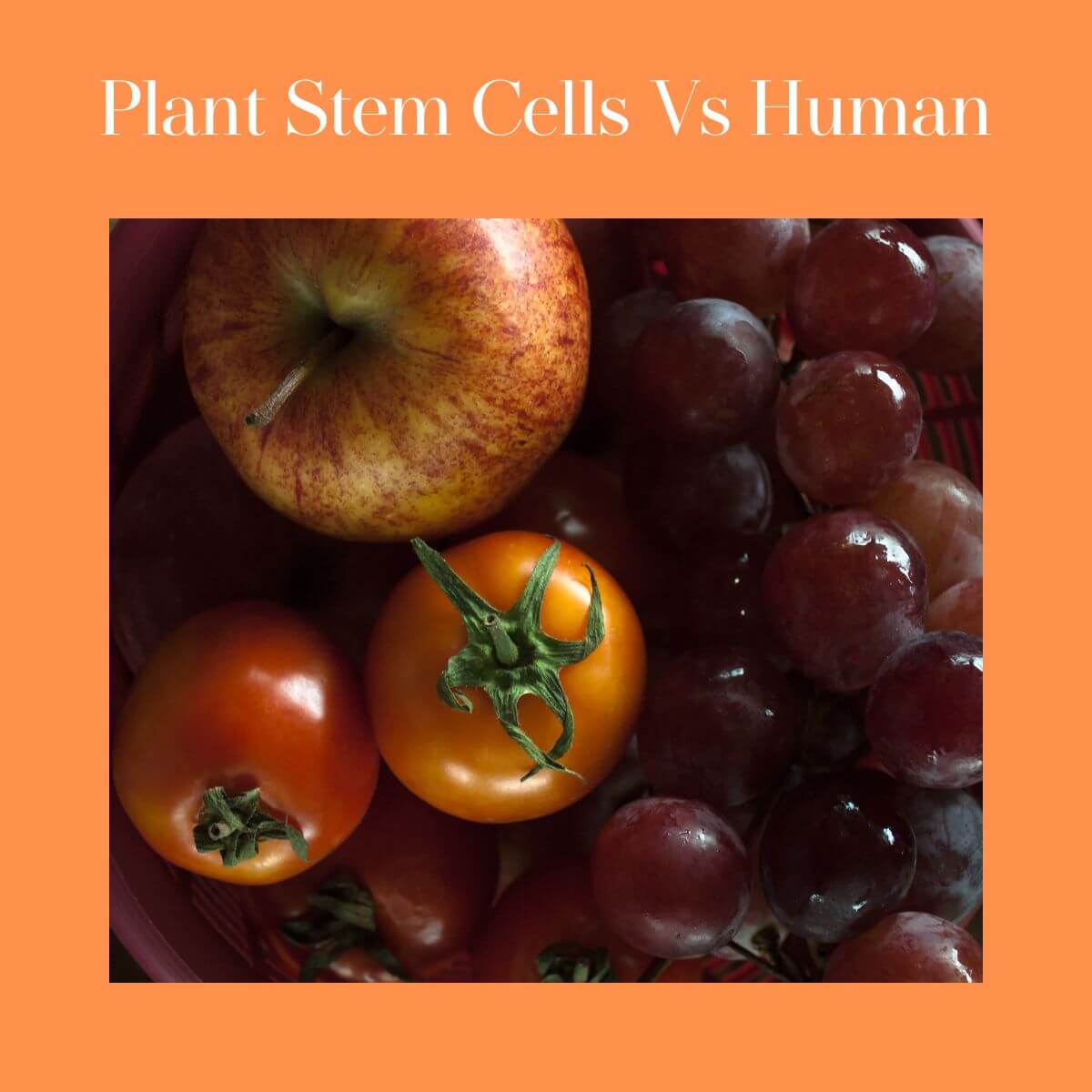 Plant stem cells in skincare benefits shown with fresh fruits and vegetables in a basket.