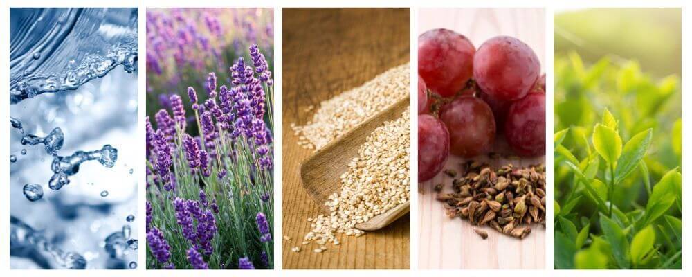 skin loving ingredients