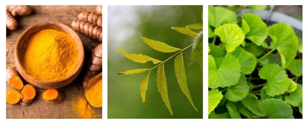 Meet 3 Great ayurvedic ingredients used in Hylunia products